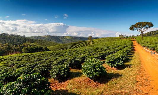 Discovering the Heart of Brazil: The Story Behind Gringo Roasters Brazil Santos Coffee