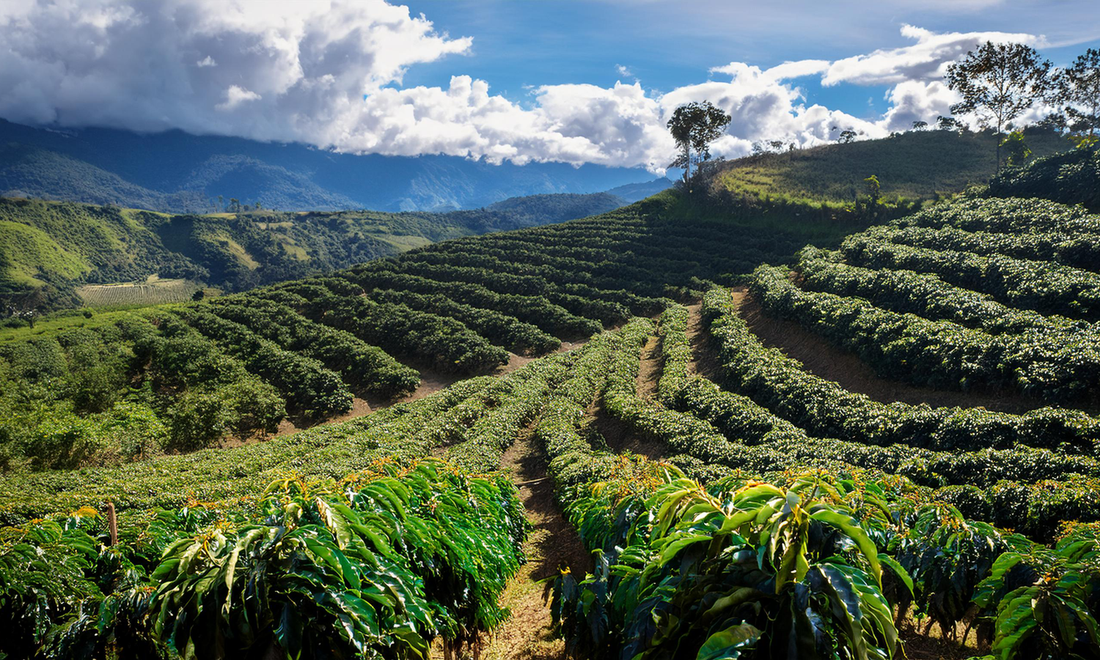 Ethically Sourced, Perfectly Roasted: Our Colombian Coffee Adventure