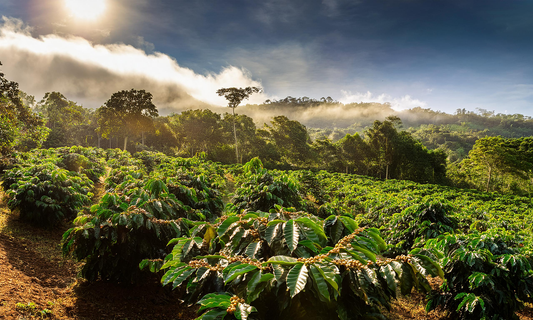 How CoopeAgri Farmers Shape Gringo Roasters Costa Rica Coffee