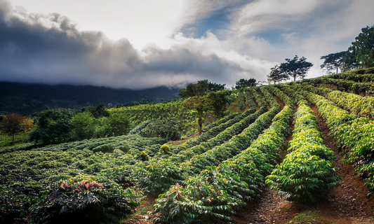 Honduras Coffee Unveiled: The CAFESCOR Cooperative and Its Vibrant Flavors