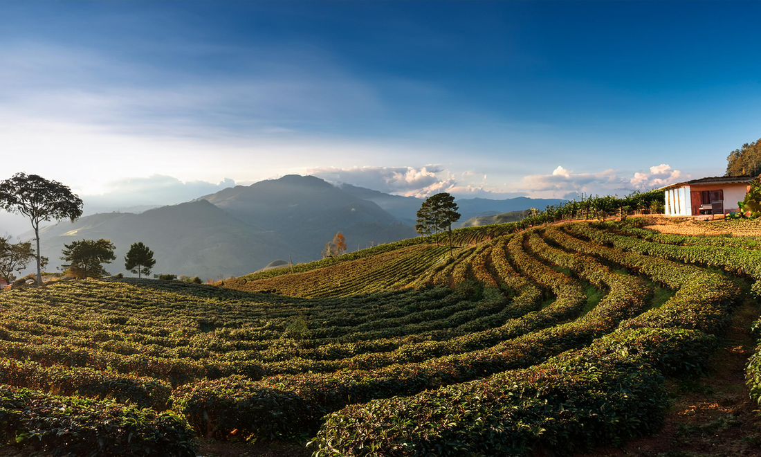 Gringo Roasters Guatemala Coffee: A Bold Brew from the Mountains of Huehuetenango