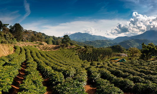 From Chiapas to Your Cup: The Story Behind Our Mexico Coffee