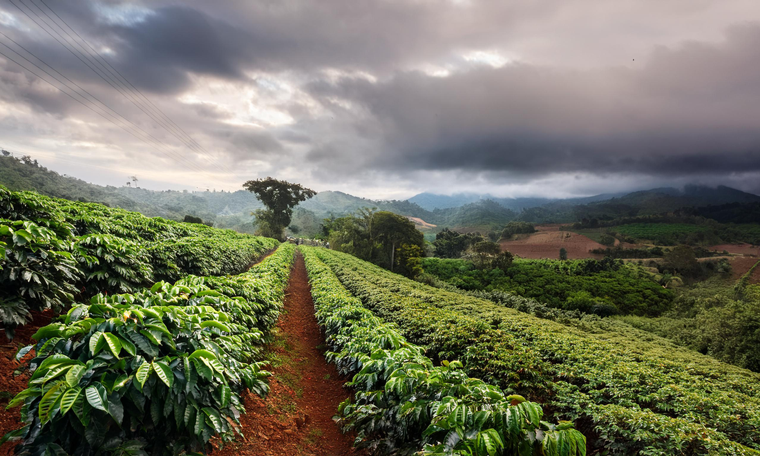 Sustainably Sourced Coffee from Jinotega: Gringo Roasters’ Nicaraguan Coffee