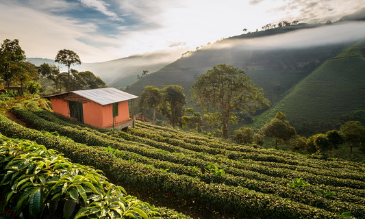 Exploring the Flavors of Peru: Gringo Roasters and El Palto Coffee